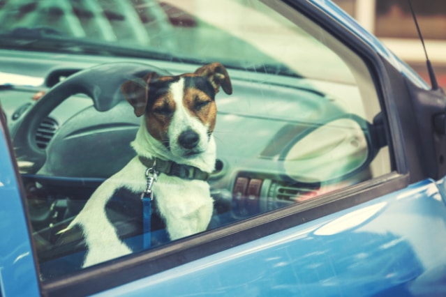 If you're planning a road trip with your furry friend, it's important to keep in mind a few key tips for driving with your dog. From securing them properly to planning for their comfort and safety, this article covers the essential things to remember when hitting the road with your pup.