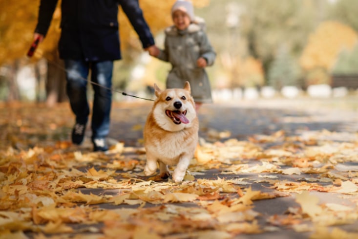 Autumn Pet Tips: Essential Dog Tips to Keep in Mind