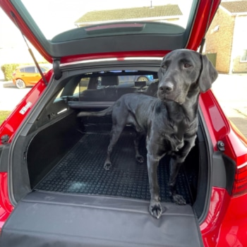 Boot Buddy Audi A4 Avant With Dog
