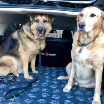 Boot Buddy VersaLiner In Ford Focus Estate 2018 Dogs Min