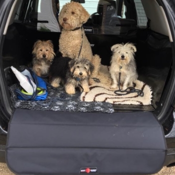 Boot Buddy And Dogs In Mercedes ML 05 12 Min