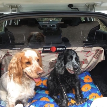 Boot Buddy Boot Liner With Dogs In Kia Rio 11 17 Min