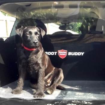 Boot Buddy Dog Guard And Liner With Dog In Mini Clubman2 Min