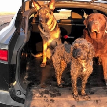 Boot Buddy In Jaguar F Pace With Dogs