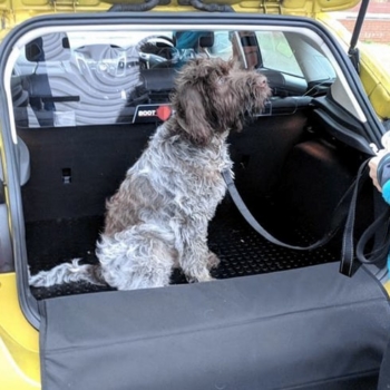 Boot Buddy Liner And Safe D Guard In Ford Focus Hachback With Dog