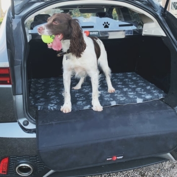 Boot Buddy With Dog In Jaguar E Pace Min