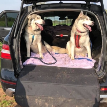Boot Buddy With Dogs In Mercedes ML 12 15 12 3 18 Min
