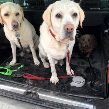 Car Boot Liner With Dogs In Citreon C5 Aircross 18 Present Min