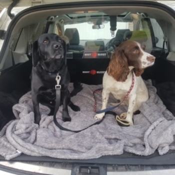 Car Boot Liner And Dog Guard By Boot Buddy Nissan Qash +2 08 13 Min