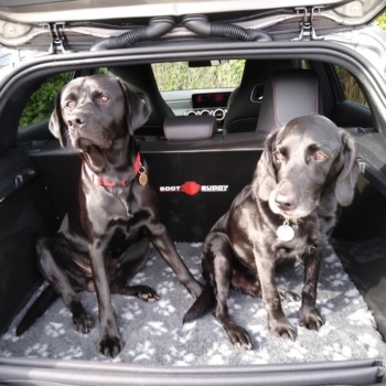 Car Boot Liner For Dogs Fitted In Mercedes A Class 2018 Present 'Ozzy And Jack' Min