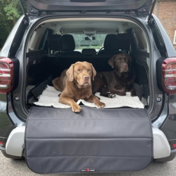safely transport dog in car