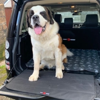 Dog In Boot Buddy Car Boot Liner Fitted In Land Rover Disco 4 09 16