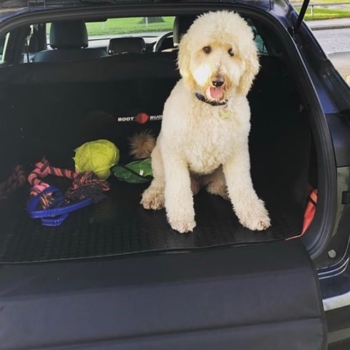 Dog In Boot Buddy For Hyundai Tucson