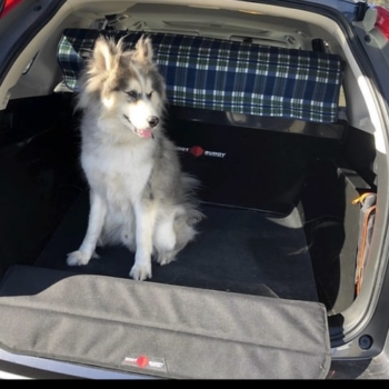 Dog In Honda CR V Boot Liner By Boot Buddy