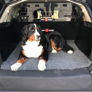 Dog In Land Rover Discovery Sport With Boot Buddy Products