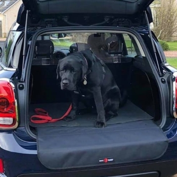 Dog In Mini Countryman With Boot Buddy Car Boot Liner