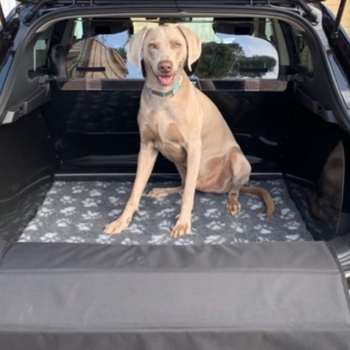Dog In Nissan Qashqai 2014 21 With Car Boot Liner And Dog Guard By Boot Buddy