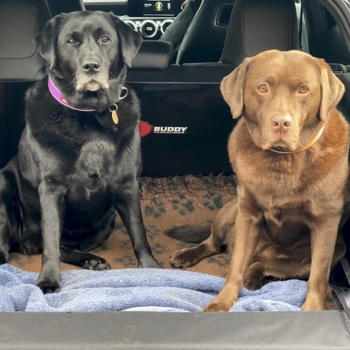 Dogs In Boot Buddy VersaLiner For Mercedes A Class Hatchback
