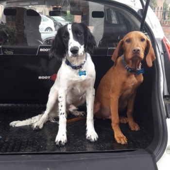Dogs In Car Boot Liner For Nissan Juke 10 14