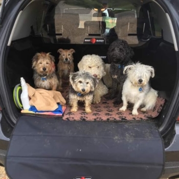 Dogs In Mercedes ML Car Boot Liner By Boot Buddy