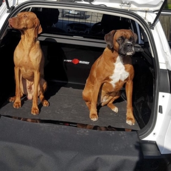 Dogs In Ford Focus Estate Boot Buddy VersaLiner