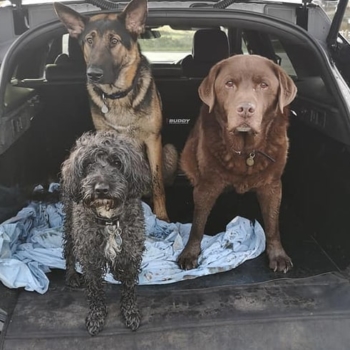 Jag F Pace 16 Boot Buddy Liner Wiht Dogs