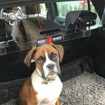 Boot Buddy Safe D Guard W Boxer Puppy