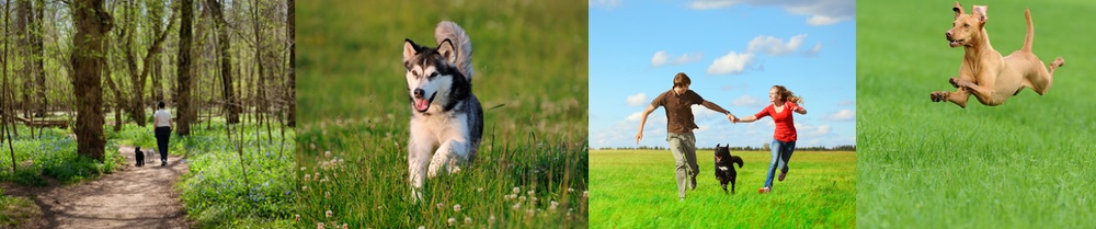 Getting fit with your pooch 1 Exercise with your dog blog post pic