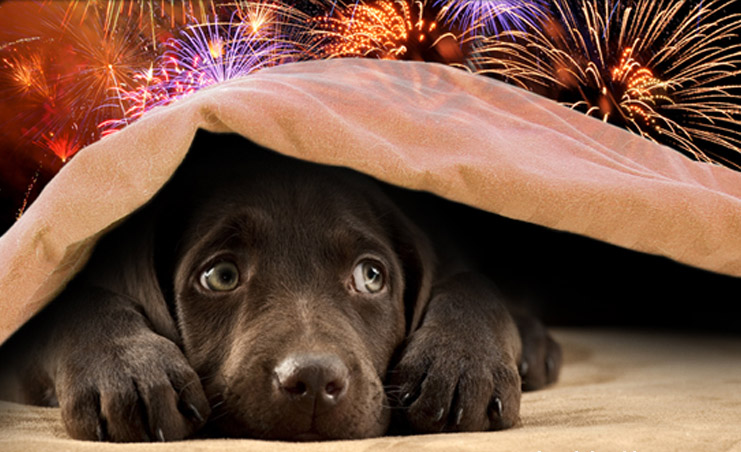 How to Comfort a Scared Dog at Bonfire Night